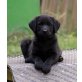 Labrador Retriever Welpen - Hündin