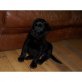 Labrador Retriever Welpen - Hündin