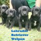 Labrador Retriever Welpen - Hündin