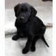 Labrador Retriever Welpen - Hündin