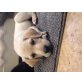 Labrador Retriever Welpen - Hündin