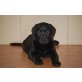Labrador Retriever Welpen - Hündin