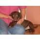 Labrador Retriever Welpen - Hündin