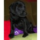 Labrador Retriever Welpen - Hündin