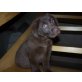 Labrador Retriever Welpen - Hündin