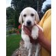 Labrador Retriever Welpen - Hündin