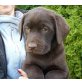 Labrador Retriever Welpen - Hündin