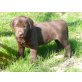 Labrador Retriever Welpen - Hündin