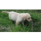 Labrador Retriever Welpen - Hündin