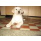 Labrador Retriever Welpen - Hündin
