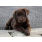 Labrador Retriever Welpen - Hündin