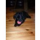 Labrador Retriever Welpen - Hündin
