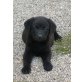 Labrador Retriever Welpen - Hündin