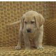 Labrador Retriever Welpen - Hündin