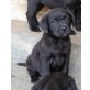 Labrador Retriever Welpen - Hündin