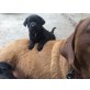 Labrador Retriever Welpen - Hündin