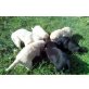 Labrador Retriever Welpen - Hündin