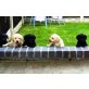 Labrador Retriever Welpen - Hündin
