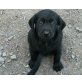 Labrador Retriever Welpen - Hündin