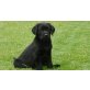 Labrador Retriever Welpen - Hündin