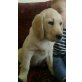 Labrador Retriever Welpen - Hündin
