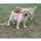 Labrador Retriever Welpen - Hündin