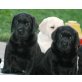 Labrador Retriever Welpen - Hündin
