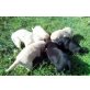 Labrador Retriever Welpen - Hündin