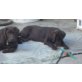 Labrador Retriever Welpen - Hündin