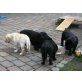 Labrador Retriever Welpen - Hündin