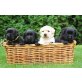 Labrador Retriever Welpen - Hündin