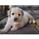 Labrador Retriever Welpen - Hündin