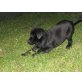 Labrador Retriever Welpen - Hündin