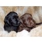 Labrador Retriever Welpen - Hündin