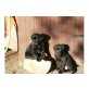 Labrador Retriever Welpen - Hündin