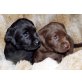 Labrador Retriever Welpen - Hündin