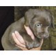 Labrador Retriever Welpen - Hündin