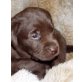 Labrador Retriever Welpen - Hündin