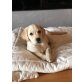 Labrador Retriever Welpen - Hündin