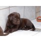 Labrador Retriever Welpen - Hündin