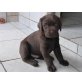 Labrador Retriever Welpen - Hündin