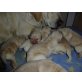Labrador Retriever Welpen - Hündin