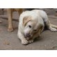 Labrador Retriever Welpen - Hündin