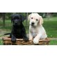 Labrador Retriever Welpen - Hündin