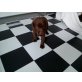 Labrador Retriever Welpen - Hündin
