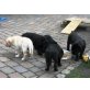 Labrador Retriever Welpen - Hündin