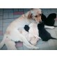 Labrador Retriever Welpen - Hündin