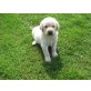 Labrador Retriever Welpen - Hündin
