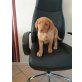 Labrador Retriever Welpen - Hündin