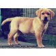 Labrador Retriever Welpen - Hündin